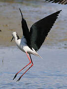 Black-winged Stilt