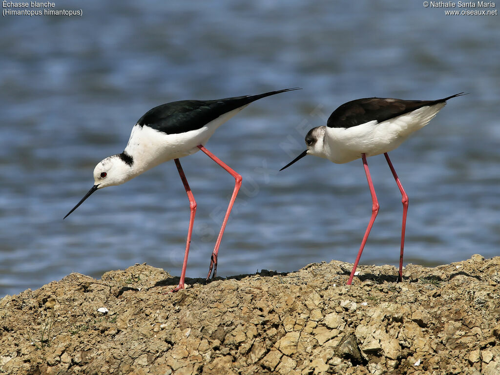 Échasse blancheadulte nuptial, habitat, Nidification