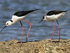 Black-winged Stilt