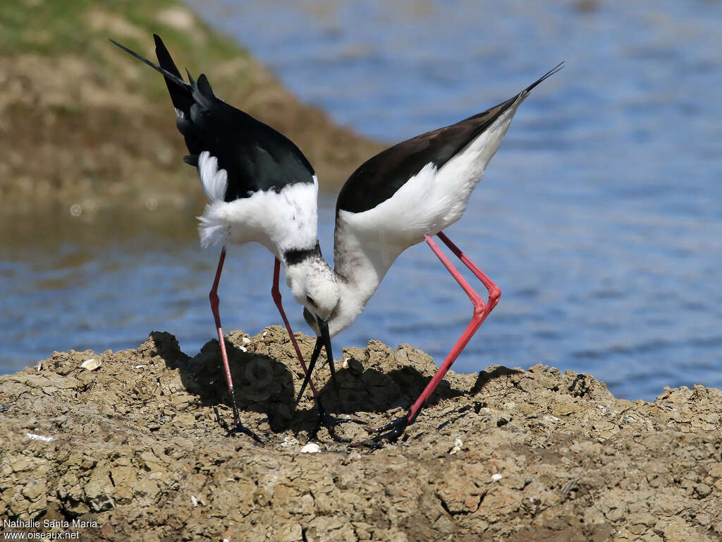 Black-winged Stiltadult breeding, habitat, courting display, Reproduction-nesting, Behaviour