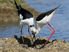 Black-winged Stilt