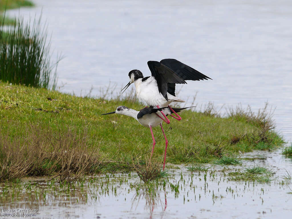 Black-winged Stiltadult breeding, habitat, mating., Reproduction-nesting, Behaviour