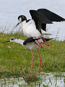 Black-winged Stilt