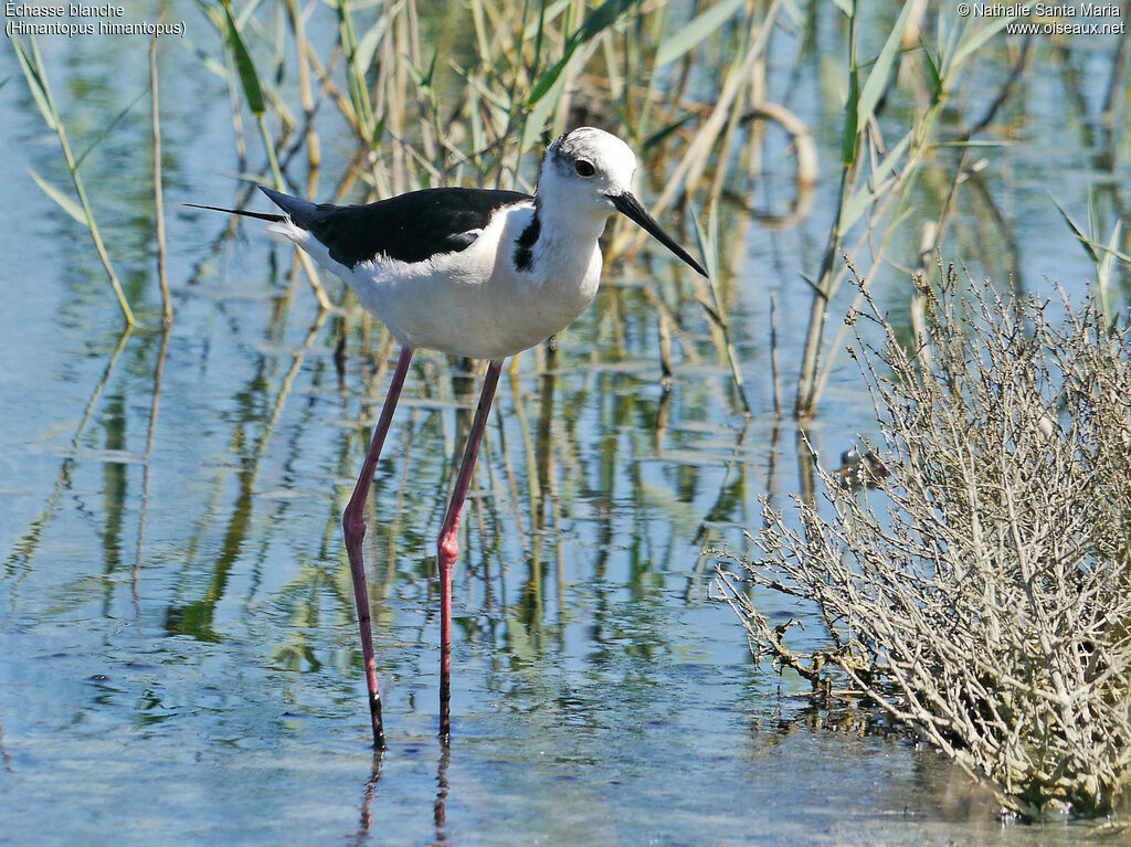 Black-winged Stilt female adult, identification, habitat, walking, Behaviour