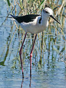 Black-winged Stilt