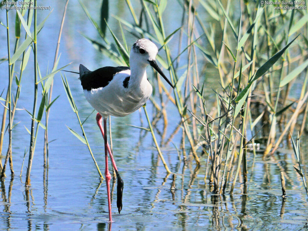 Échasse blancheadulte, identification, marche, Comportement