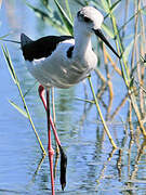 Black-winged Stilt