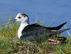 Black-winged Stilt