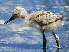 Black-winged Stilt