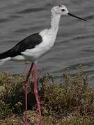 Black-winged Stilt