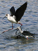 Black-winged Stilt