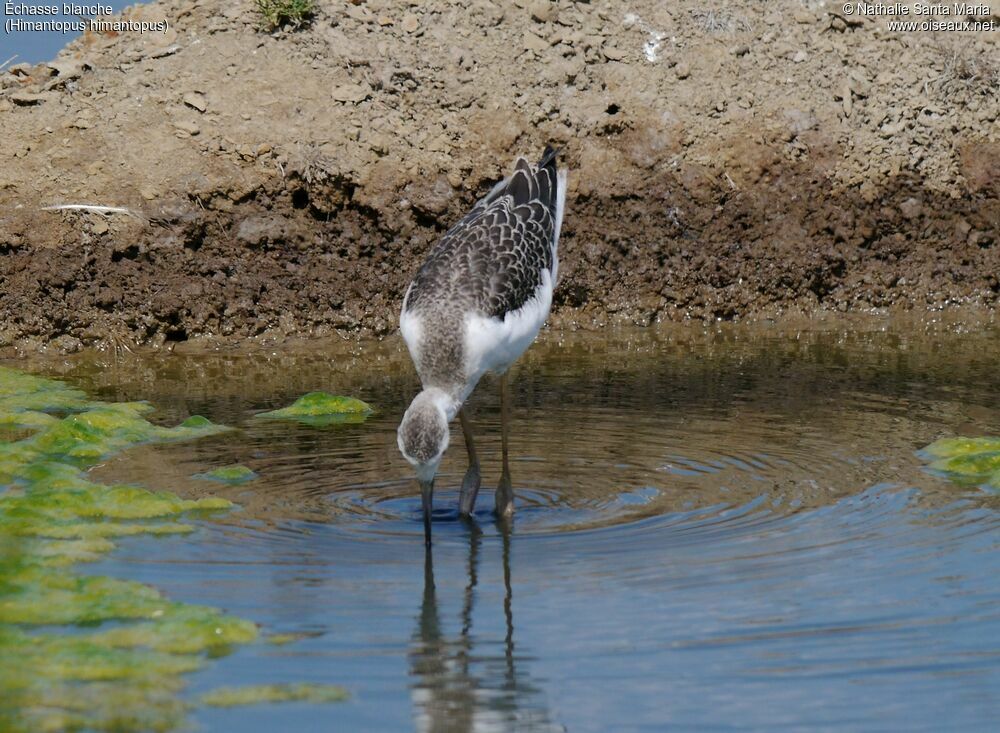 Black-winged Stiltjuvenile, identification, habitat, walking, fishing/hunting, Behaviour