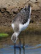 Black-winged Stilt