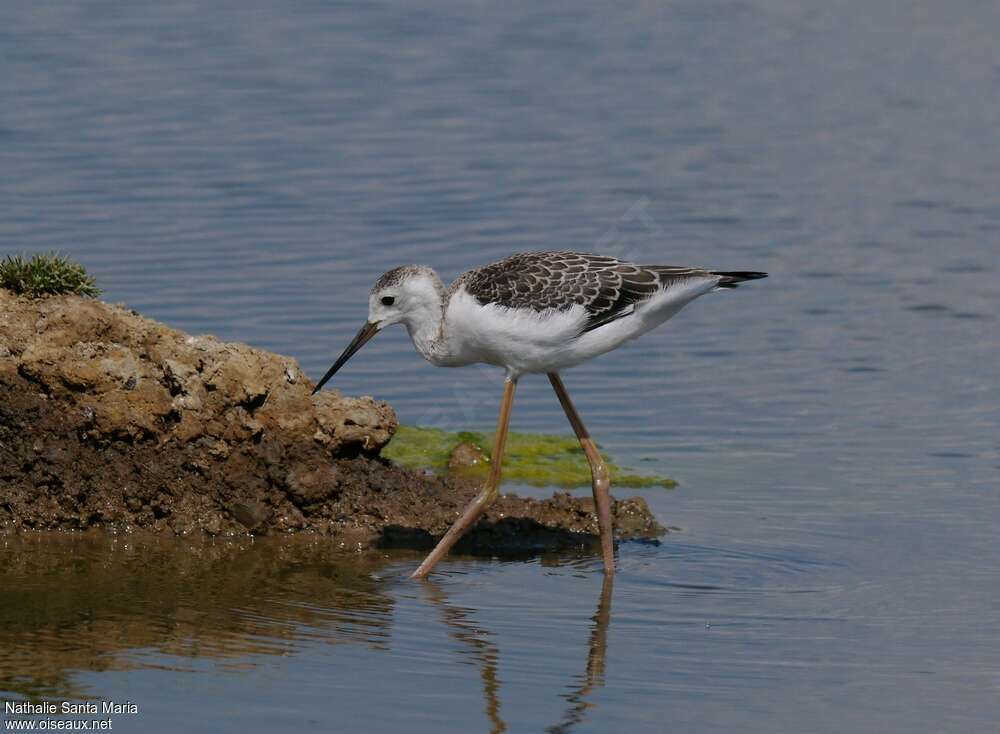 Black-winged Stiltjuvenile, identification, walking