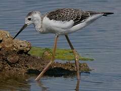 Black-winged Stilt