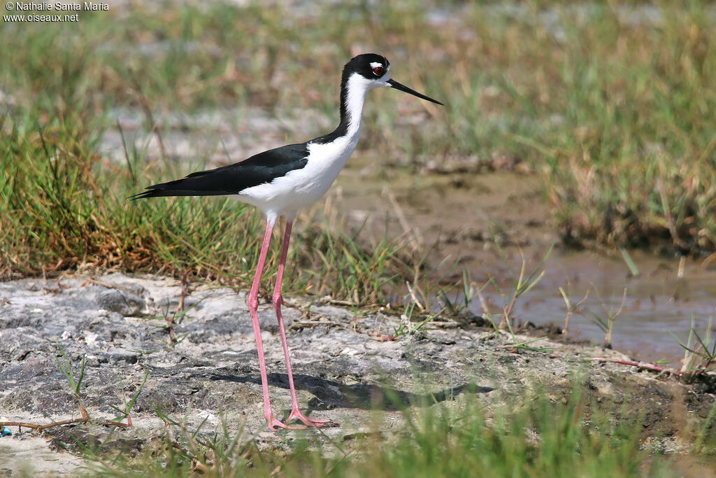 Échasse d'Amériqueadulte, identification