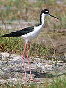 Black-necked Stilt