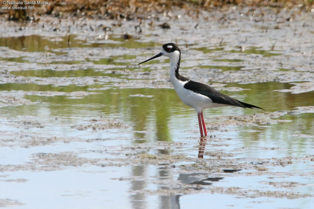 Black-necked Stiltadult, identification, fishing/hunting