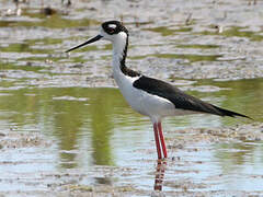 Black-necked Stilt