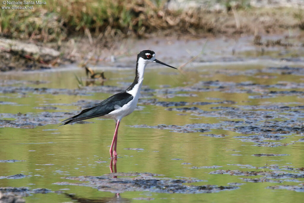 Black-necked Stiltadult, identification, fishing/hunting