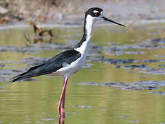 Black-necked Stilt