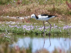 Pied Stilt