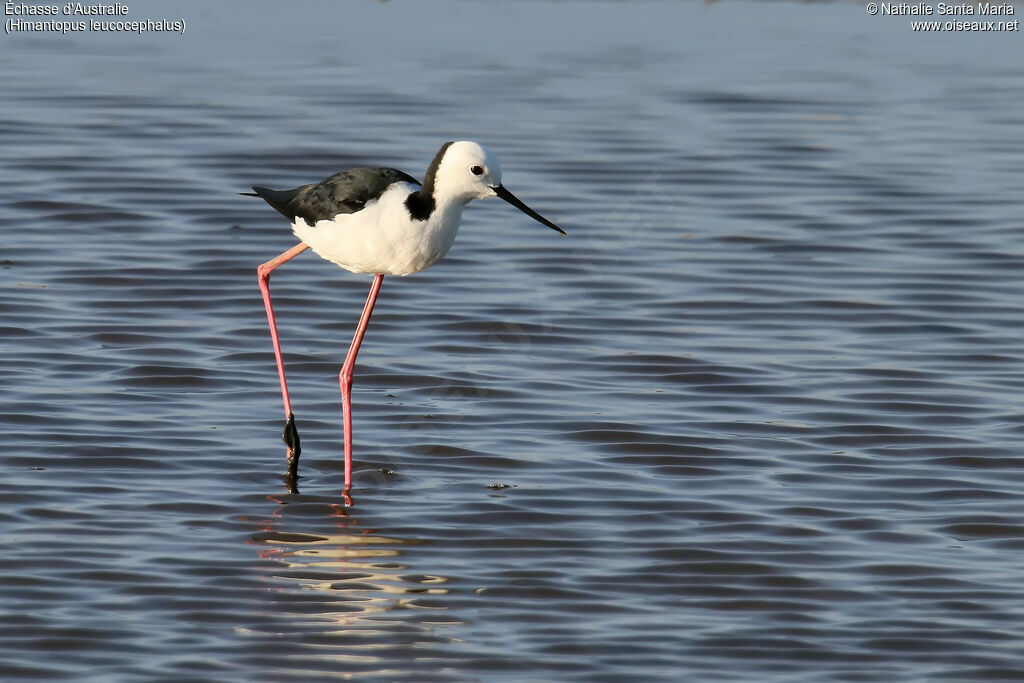 Pied Stiltadult, identification