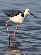 Pied Stilt