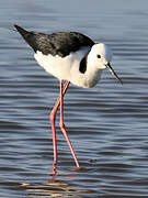 Pied Stilt