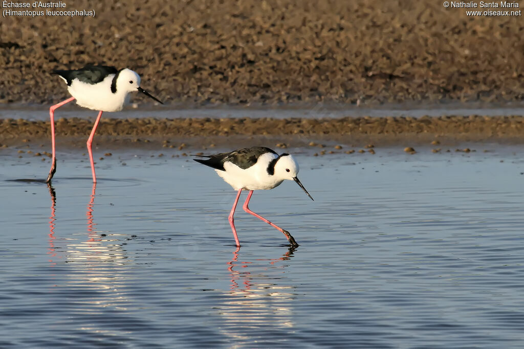 Échasse d'Australieadulte, identification, marche