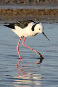 Pied Stilt