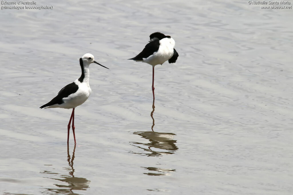 Échasse d'Australieadulte, identification