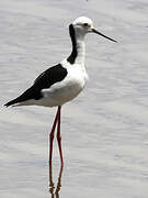 Pied Stilt