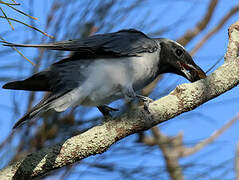 Black-faced Cuckooshrike