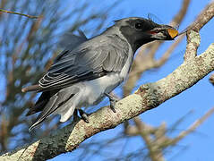 Black-faced Cuckooshrike