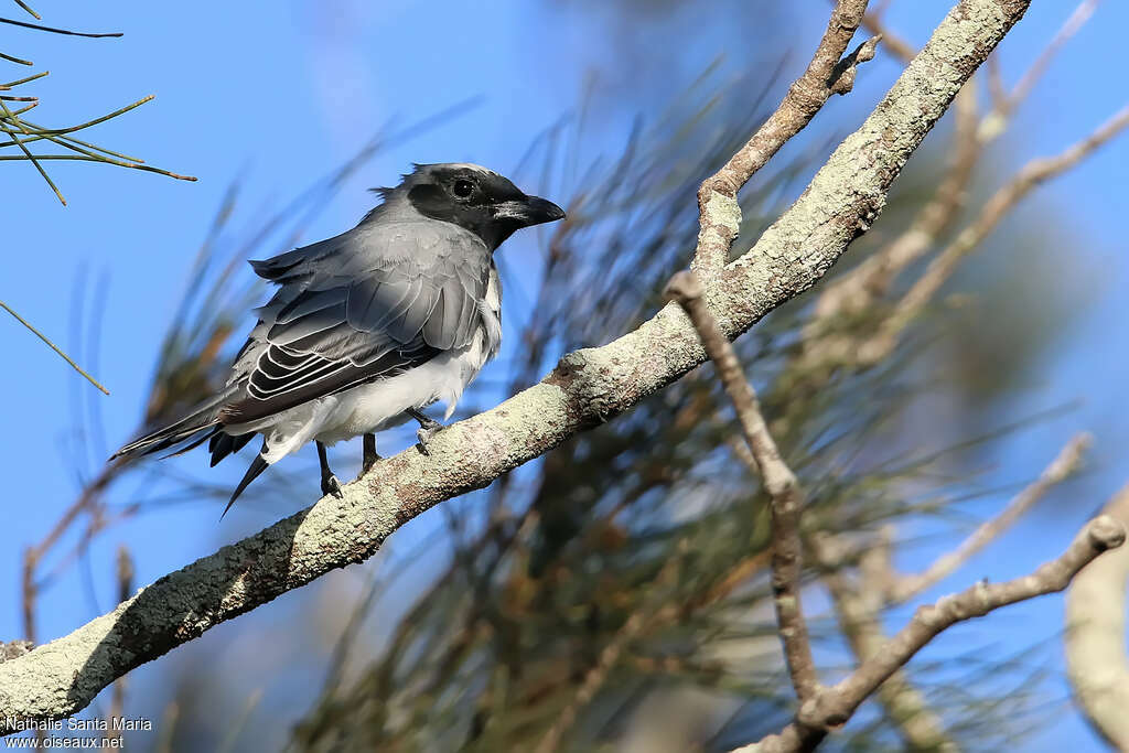 Black-faced Cuckooshrikeadult, aspect