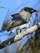 Black-faced Cuckooshrike