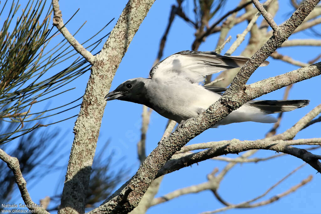 Black-faced Cuckooshrikeadult, Flight