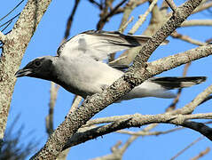 Black-faced Cuckooshrike