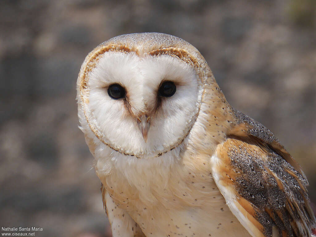 Western Barn Owl, close-up portrait, aspect