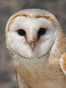 Western Barn Owl