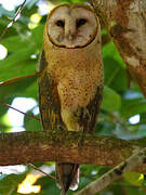 Western Barn Owl