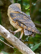 Western Barn Owl