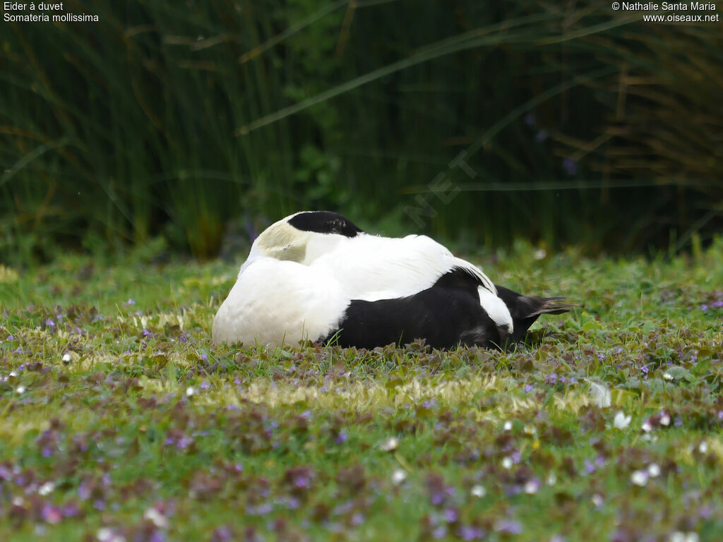 Eider à duvet mâle adulte nuptial