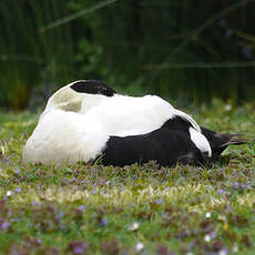 Eider à duvet