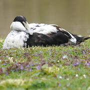 Eider à duvet