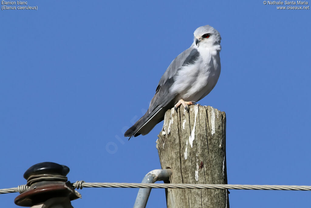 Black-winged Kiteadult, identification, habitat