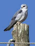 Black-winged Kite