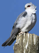 Black-winged Kite