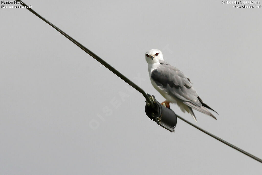 Black-winged Kiteadult, identification